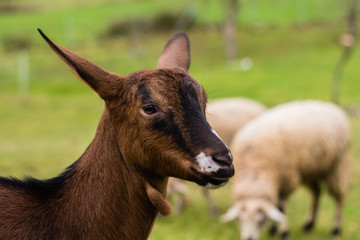 cabra marrón