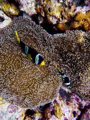 Plongée maldives 2019