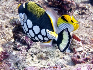 Plongée maldives 2019