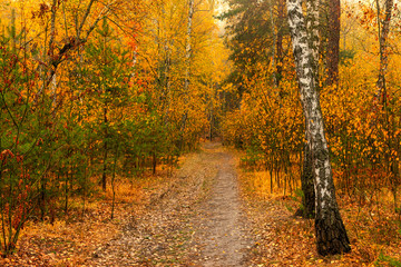 Autumn landscape. Nice day for a nice walk. A beautiful forest decorated with autumn leaves pleases the eye.