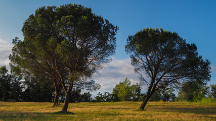 Obraz premium Pins landais, sur la rive du lac de Mugron