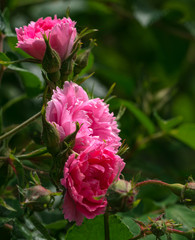 Rose flower. Photo plants in the garden on a green background. Soft focus.