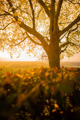 Herbst Shooting am Bodensee