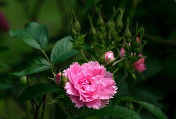 Rose flower. Photo plants in the garden on a green background. Soft focus.