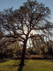 Obraz premium A garden full of colors and calm scent 