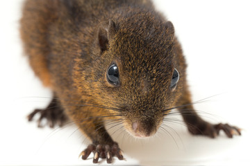The three-striped ground squirrel (Lariscus insignis) is a species of rodent in the family...