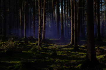 Blauer Nebel im Wald