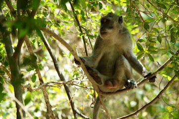 Crab-eating monkeys (Macaca fascicularis), also known as long-tailed macaques, are primates originating from Southeast Asia. These monkeys are very adaptive, including wild animals that follow humans.