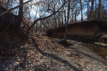 Bank of a forest river in a Texas city reserve on a sunny December day.
