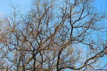leafless trees in the autumn park