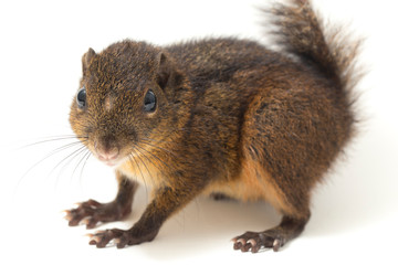 The three-striped ground squirrel (Lariscus insignis) is a species of rodent in the family...
