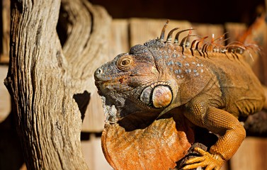 Iguane - reptile animal faune