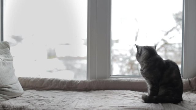 British cat sitting on a windowsill and looking out the window