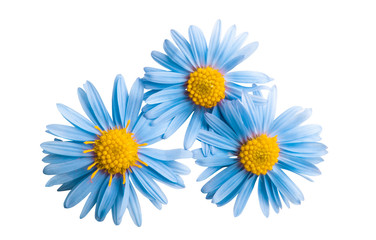 blue chrysanthemum isolated