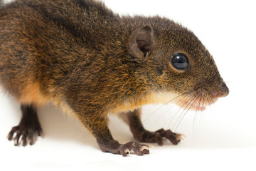 The three-striped ground squirrel (Lariscus insignis) is a species of rodent in the family...