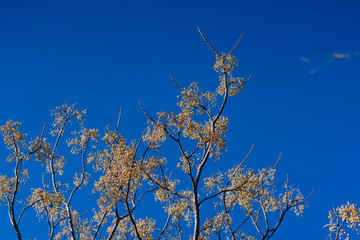 Yellow berries on tree branches in a Texas city reserve on a sunny December day.