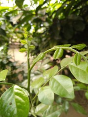 green plant in the garden