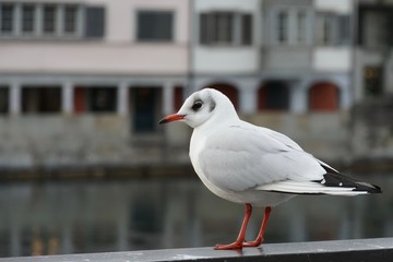 Seagull on Limmatquai in Zurich staring into the river