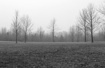 Winter Field Black and White