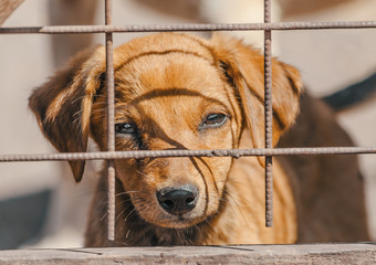 purebred beige puppy in a wooden cage
