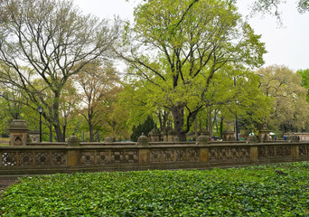 Fototapeta na wymiar Central Park Ivy