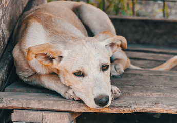 sad mongrel puppy lies on wooden boards