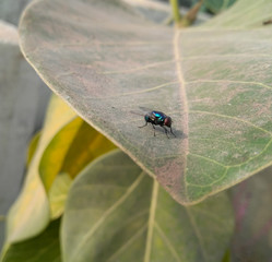ladybird on a leaf, housefly sitting on green leaves plant growing in the garden