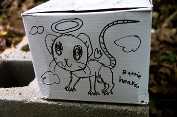 A white box with drawings of a deceased pet rat