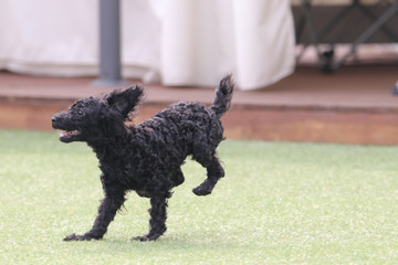 Happy puppies in a private playground