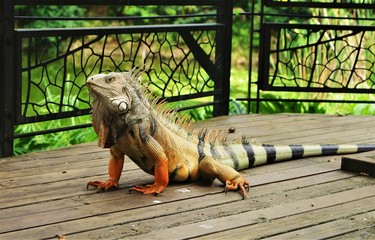 iguana on wood - obrazy, fototapety, plakaty