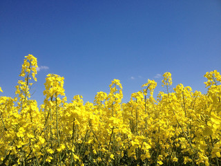Blauer Himmel und gelber Raps im Sommer