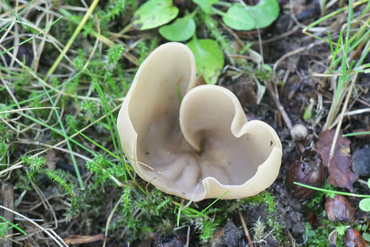 Otidea alutacea, a species of apothecial fungus belonging to the family Pyronemataceae