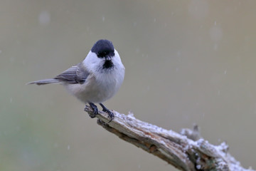 Obraz premium willow tit