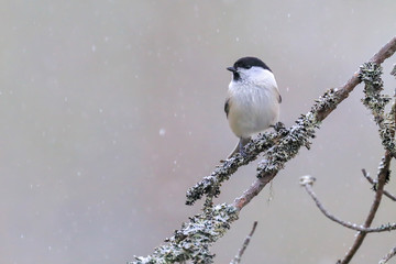 willow tit © Risto