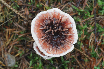 Hydnellum peckii, known as strawberries and cream, the bleeding Hydnellum and the bleeding tooth fungus,  wild mushroom from Finland