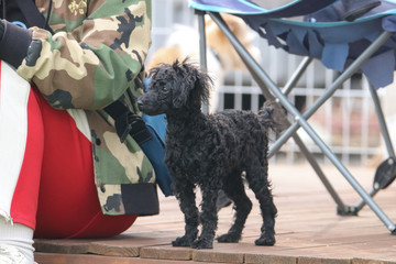 Happy puppies in a private playground
