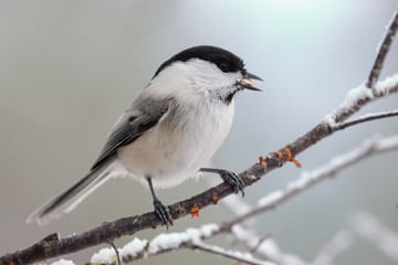 Obraz premium willow tit