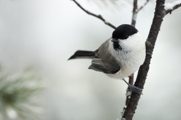 willow tit
