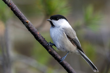 Fototapeta premium willow tit