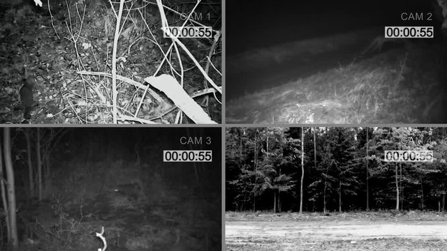 Infrared camera in the forest at night. CCTV Traffic Cameras. Video surveillance of animals. Camera for hunters