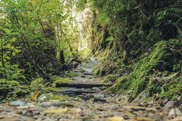 wild walkway at Oparara basin arch, South Island, New Zealand