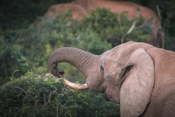 elefante