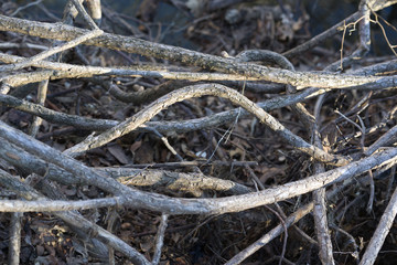 Tree Roots in Texas City Nature Reserve on a Sunny December Day.