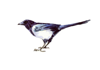 Image of magpie in watercolor. Print for typography.