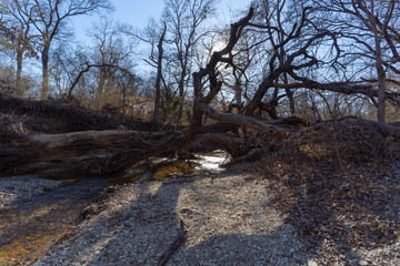 Trunk of a fallen tree over a forest river on a sunny December day in a Texas city reserve.