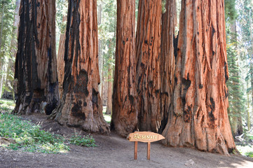 The Senate sequoia trees and sign in the Sequoia national park, California