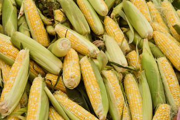 Huge pile of corn cob with leaves at the markets