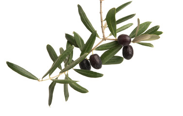 Obraz na płótnie Canvas black olives isolated