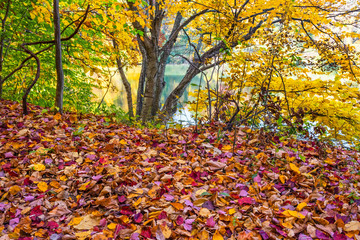 Fototapeta na wymiar Carpet of Leaves