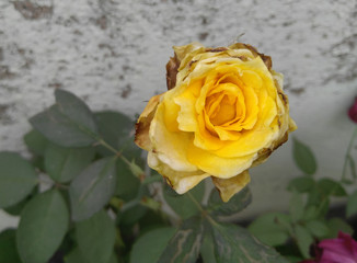 yellow rose on green background